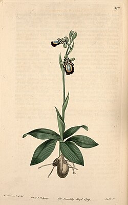 Illustration of Ophrys speculum probably painted by William Swainson