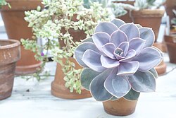 Echeveria 'Perle von Nürnberg', a winner of the Award of Garden merit