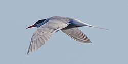 Common tern in flight