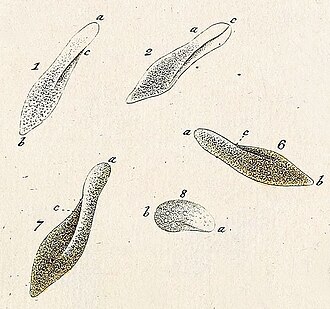 Paramecia, illustrated by Otto Müller, 1773