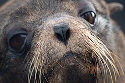 A Galápagos fur seal on Santiago Island