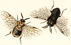 The pine sawfly Diprion pini is a serious pest of forestry.