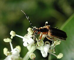 Soldier beetle covered with pollen