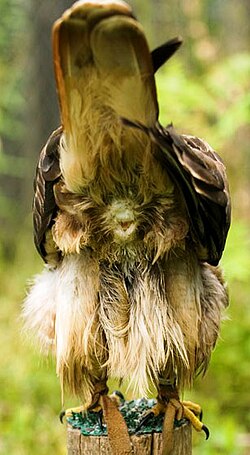 Cloaca of a red-tailed hawk