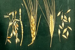 Hulled wheat and einkorn. Note how the einkorn ear breaks down into intact spikelets.
