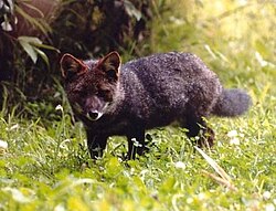 Darwin's fox (Lycalopex fulvipes) is endemic to the southern portion of the Chilean Coast Range.