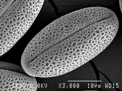 An SEM micrograph of redbud pollen. Scanning electron microscopes are major instruments in palynology.