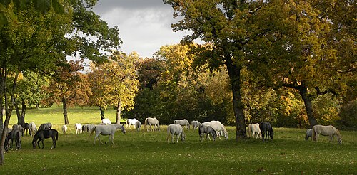 Modern Lipizzaner grazing