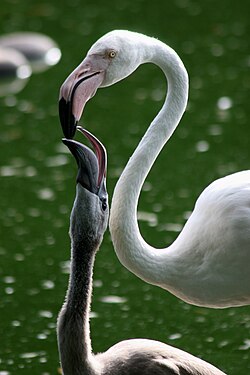 A greater flamingo chick being fed crop milk