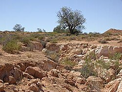 The erosion of a gully in South Australia caused by rabbits overgrazing