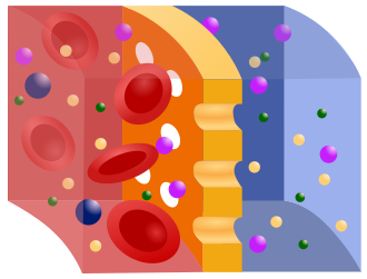Schematic of semipermeable membrane during hemodialysis, where blood is red, dialysing fluid is blue, and the membrane is yellow.