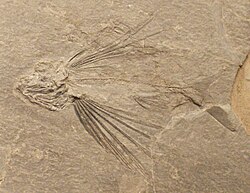 Fossil of the Triassic †perleidiform †Thoracopterus magnificus