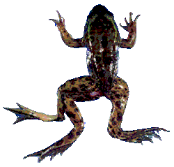 Deformed mink frog with an extra left leg
