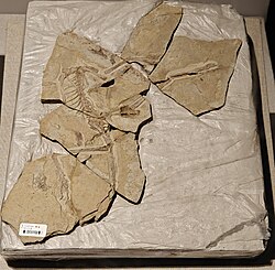Holotype specimen, Shanghai Natural History Museum