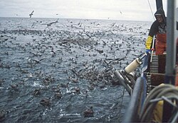 Seabirds (mostly northern fulmars) flocking at a long-lining vessel