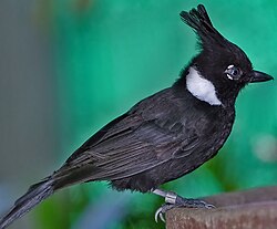 At Jurong BirdPark, Singapore