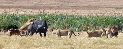 Lion pride attacking an African buffalo in Tanzania; Smilodon may also have hunted in groups