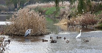 Ducks and other birds