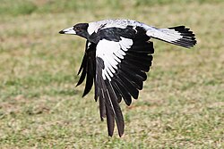 Female, subsp. tyrannica, in flight