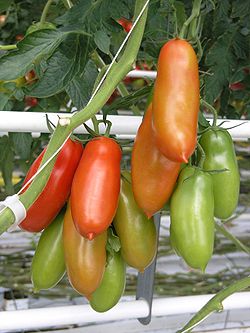 The San Marzano is a well-known plum tomato highly prized for making pizza.