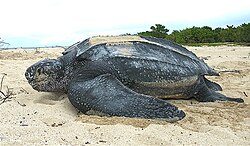 Trinidad and Tobago is a major nesting site for Leatherback Turtles.