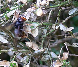 An Asian hornet (Vespa velutina) in active search of Cydalima perspectalis larvae on an infested box-tree bush.
