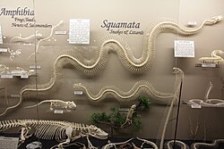4.5-metre (14 ft) green anaconda skeleton on display at Museum of Osteology with other squamates and reptiles