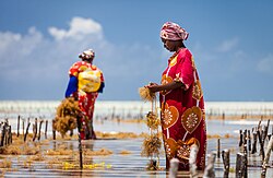 Women in Tanzania grow "Mwani" (seaweed in Swahili). The farms are made up of little sticks in neat rows in the warm, shallow water. Once they harvest the seaweed, it is used for many purposes: food, cosmetics, fabric, etc.
