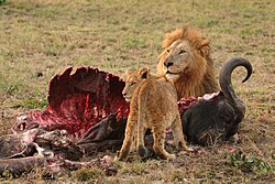 Animal corpses, like this African buffalo, are recycled by the ecosystem, providing energy and nutrients for living organisms.