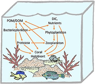 Trophic connections of the coral holobiont in the planktonic food web[84]