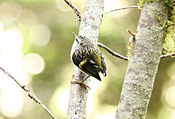 A female rifleman in the South Island