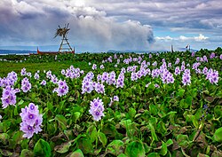 Ash-covered blooming water hyacinth along the lakeshore in San Nicolas, Batangas, Philippines due to the eruption of Taal Volcano in the distance.