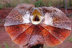 The frilled-neck lizard with fully extended frill. The frilled neck serves to make it look bigger than it actually is.