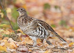 A ruffed grouse in Canada.