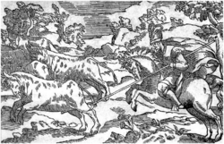 Hunting Wild Bulls with the desjarretadera in Colonial Mexico, 1582