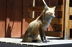 A red fox on the porch of a house