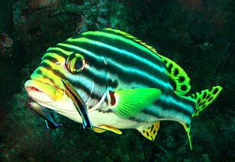 A brilliantly-coloured oriental sweetlips fish (Plectorhinchus vittatus) waits while two boldly-patterned cleaner wrasse (Labroides dimidiatus) pick parasites from its skin. The spotted tail and fin pattern of the sweetlips signals sexual maturity; the behaviour and pattern of the cleaner fish signal their availability for cleaning service, rather than as prey.