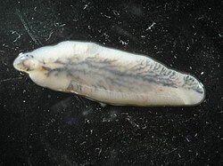 The sheep liver fluke was named Fasciola hepatica in 1758.