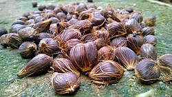 Nigerian palm nuts put out to dry