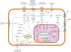 Overview of signal transduction pathways involved in programmed cell death. Mutations leading to loss of this ability can lead to cancer formation.