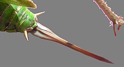 Ovipositor of long-horned grasshopper (the two cerci are also visible)