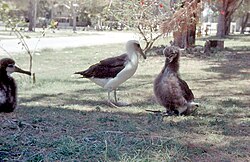 Three birds on Midway Atoll, 1958