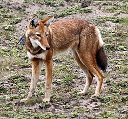 Ethiopian wolf, native to the Ethiopian highlands