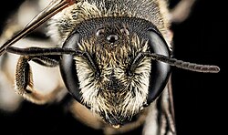 Heads-on view of female