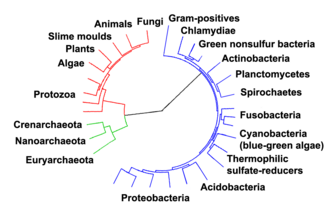 Evolutionary tree showing the divergence of modern species from their common ancestor in the centre.[285] The three domains are coloured, with bacteria blue, archaea green and eukaryotes red.