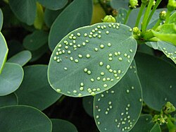 Leaf galls formed by plant lice (Psyllidae), Chamaesyce celastroides var. stokesii