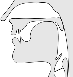 Sagittal section of a voiceless velar plosive