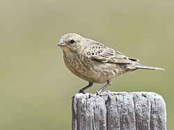 Juvenile in California