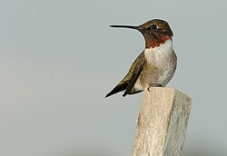 Male ruby-throated hummingbird (Archilochus colubris)