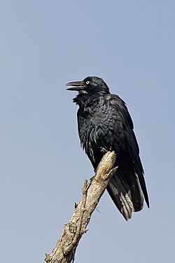 The Western Australian raven (Corvus coronoides, ssp. perplexus) makes a slow, high-pitched ah-ah-aaaah sound.[15] Australian raven territorial callⓘ
